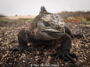 This marine iguana on the Galapagos Islands was photograp... by Marc Van Den Broeck 